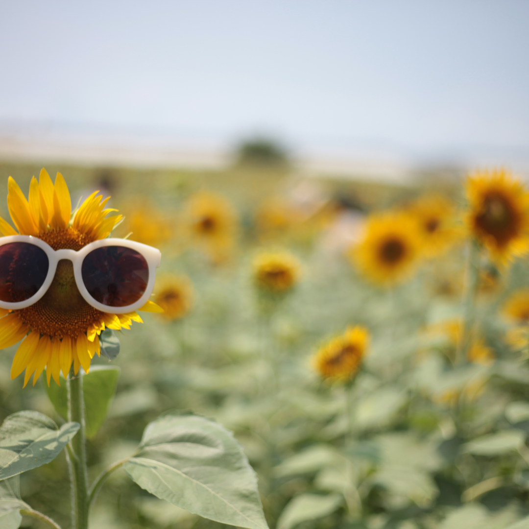 De zomer in je bol – en in je kast